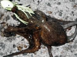 網干浜北東面　早朝のオクトパッシングでマダコ7匹☆