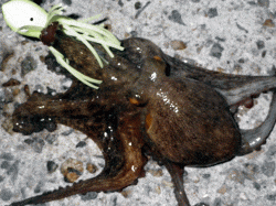 網干浜北東面　早朝のオクトパッシングでマダ…