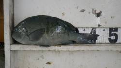 椿　フカセでグレ42.5cm