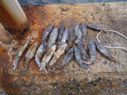 養老での新子調査、アオリ20杯オーバー♪