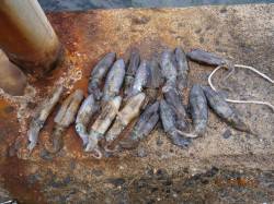 養老での新子調査、アオリ20杯オーバー♪