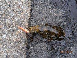 養老での新子調査、アオリ20杯オーバー♪