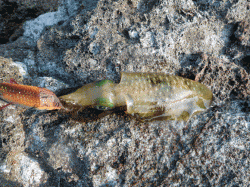 居組港でエギング、アオリ9杯の釣果☆