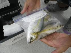 白浜見草でウキ・サビキ釣り　シマアジ20c…