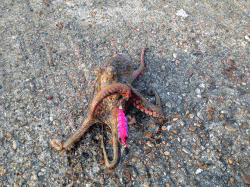 本荘人工島、オクトパッシング。マダコ2杯GET!