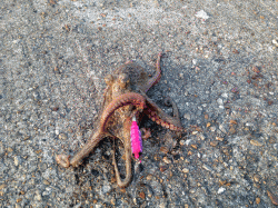 本荘人工島、オクトパッシング。マダコ2杯Ｇ…