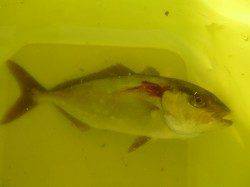 朝の空港のカワハギ、カマス、タチウオも！