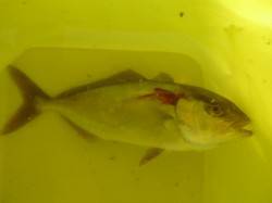 朝の空港のカワハギ、カマス、タチウオも！