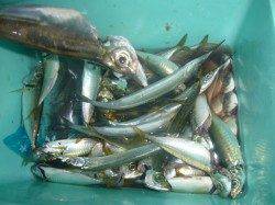 夜の兵突７０cmのタチウオ！