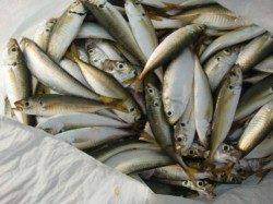 【今日も青物♪♪】南芦屋浜リアルタイム