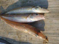 神戸にタチウオの群! 空港4連発