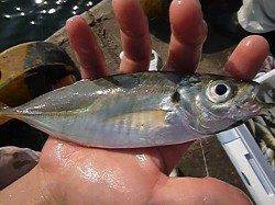 兵庫突堤　マアジがサイズアップ