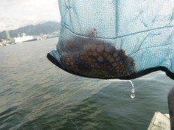 朝の北公園のタコ！