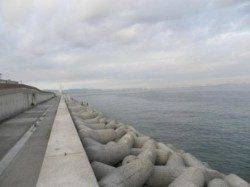 人工島でアオリ新子調査！