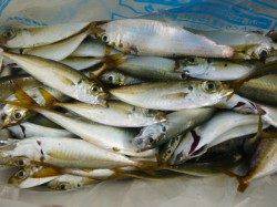 北公園　アジ釣れ過ぎ！