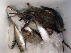 ◆ニガ潮で・・・◆泉大津　朝RT　２７日