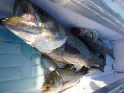 北公園も小野浜もハネが！