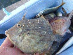 兵突の楽しいサビキ釣り！