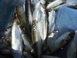 【サビキ好調】鳴尾浜RT!