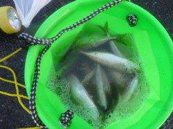 朝の兵庫突堤　サビキ天国