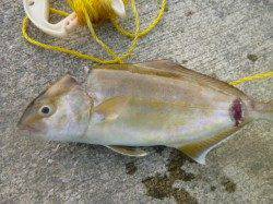 北公園、神戸空港　色々狙えます！！