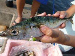 兵庫突堤　サバ２４ｃｍ回遊