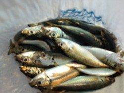 【豆・小アジとハゼも釣れた】南芦屋浜ベランダ