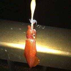 イカ店長、またまたアジュールへ・・・