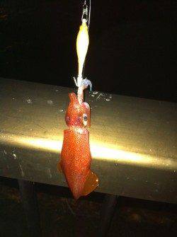 イカ店長、またまたアジュールへ・・・