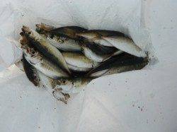 アジ好調♪鳴尾海つり広場ＲＴ