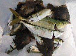 神戸空港　エサ釣り釣果