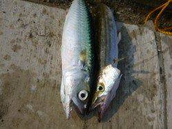 空港　潮が飛んでもシオが釣れる！