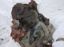 北公園　タコとブタ脂の関係