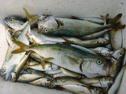 兵突 今日も狙いはツバスです