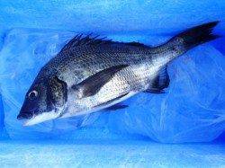 豆アジにチヌ！サヨリまで♪泉大津RT。夕方