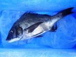 豆アジにチヌ！サヨリまで♪泉大津RT。夕方…