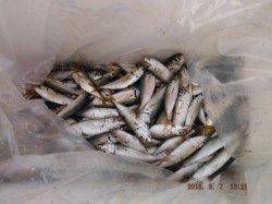 【夕涼みしながら、サビキ釣り♪】南芦屋浜