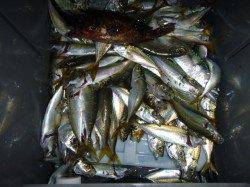 兵突の夜釣り！