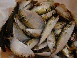 【イワシが増えてきた】南芦屋浜リアルタイム