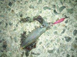 【今が旬のケンサキ!!】アジュール舞子