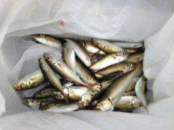 泉佐野食コン　夕方りある♪