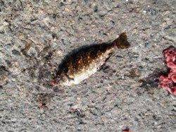 ヒレにはご注意を!!　泉大津RT　8日あさ