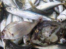 泉佐野食コン　リアル　アジ好釣