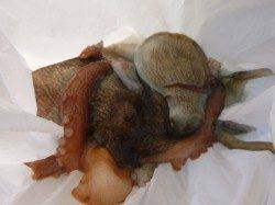 北公園　サビキとタコ