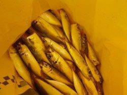 兵庫突堤　ツバスなど