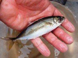 ☆釣りガールも奮闘中☆泉大津　夕方RT　８日