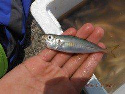 【サビキ釣り、豆アジ、ママカリ釣れてます！】