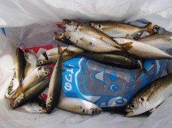 ☆小アジ釣れてます☆泉大津　昼ＲＴ　９日