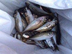 ◇アジ爆釣中アジもあるよ◇泉大津夕方ＲＴ９日