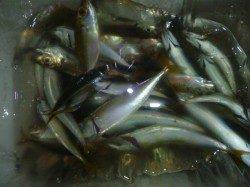 兵突名物サビチョイ釣り！